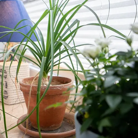 Lejlighed Haus Strandwinkel 